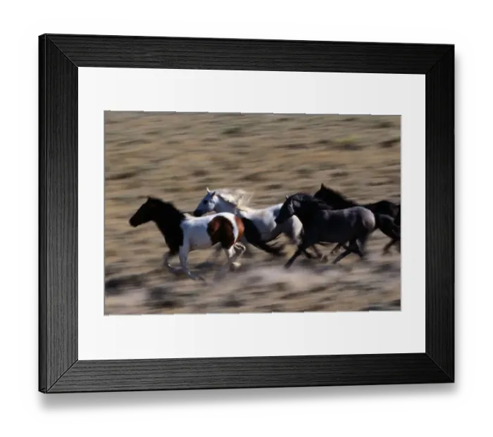 Framed Print : Wyoming. Other common names: cayuse, bronco. Feral horse breed found in Mexico and plains
