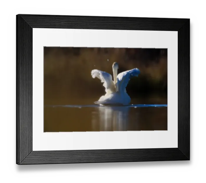 Framed Print : Denali National Park. Trumpeter swans are the largest species of swan and one of Framed Print : Denali National Park. Trumpeter swans are the largest species of swan and one of