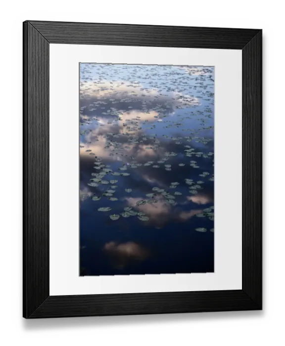 Framed Print : Canada. Water lilies are a family of approximately 70 species of aquatic flowering plants Framed Print : Canada. Water lilies are a family of approximately 70 species of aquatic flowering plants