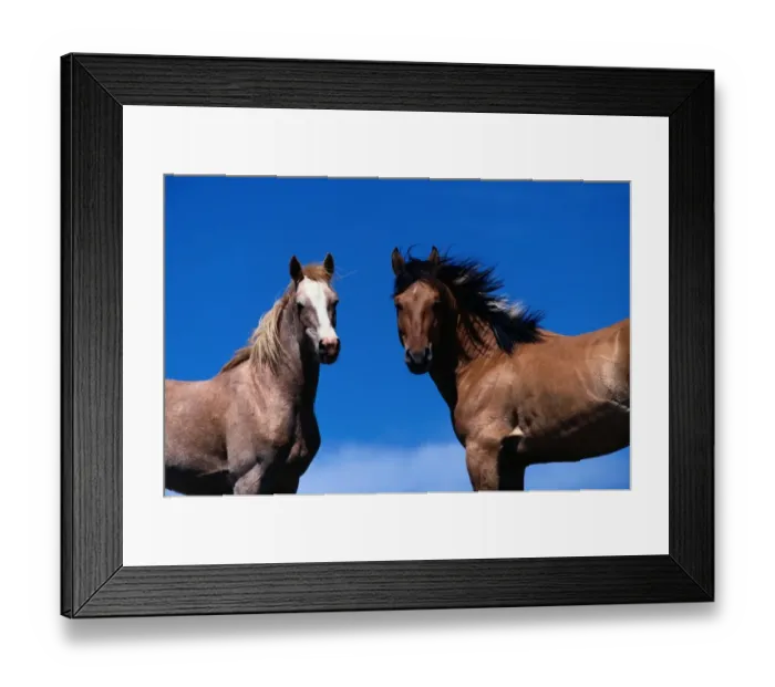 Framed Print : Pryor Mountain Wild Horse Range. Mustangs are a feral horse breed found in Mexico Framed Print : Pryor Mountain Wild Horse Range. Mustangs are a feral horse breed found in Mexico