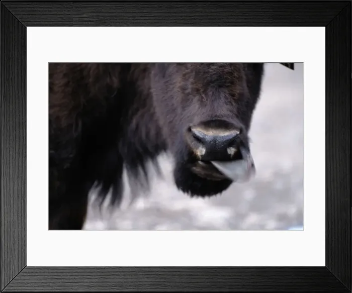 Framed Print : Wyoming. Other common name: plains buffalo Framed Print : Wyoming. Other common name: plains buffalo