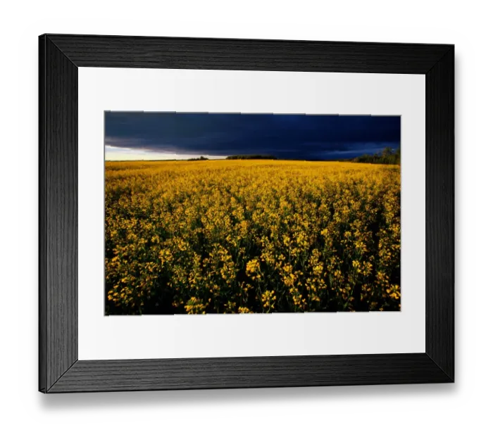 Framed Print : native to Europe. Rape is an annual crop that grows to 30cm (1ft) tall Framed Print : native to Europe. Rape is an annual crop that grows to 30cm (1ft) tall