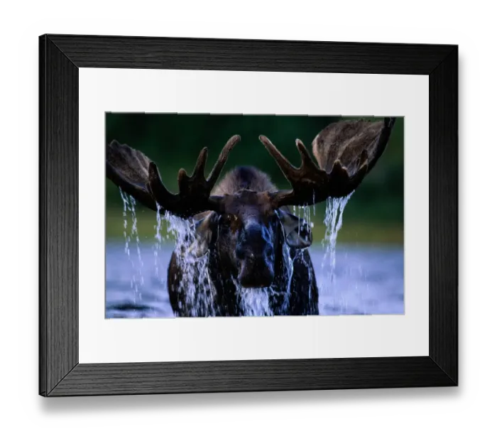 Framed Print : Moose bull (Alces alces) water dripping from head and antlers Framed Print : Moose bull (Alces alces) water dripping from head and antlers