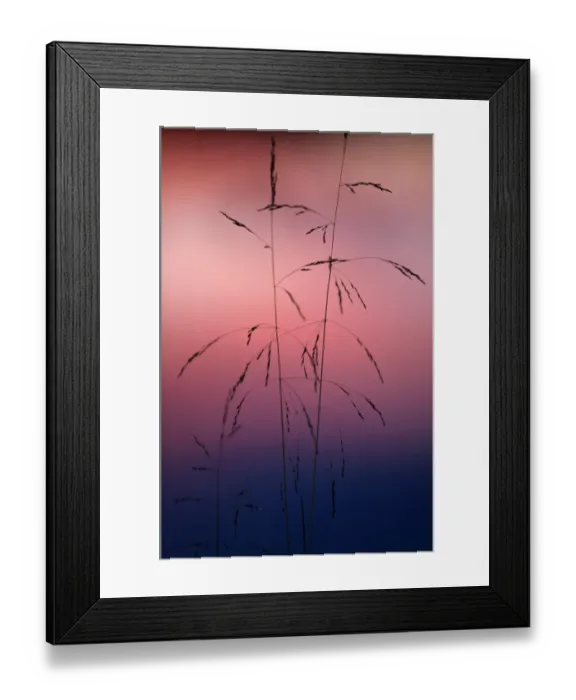 Framed Print : and is an important foraging grass for reindeer (caribou) Framed Print : and is an important foraging grass for reindeer (caribou)