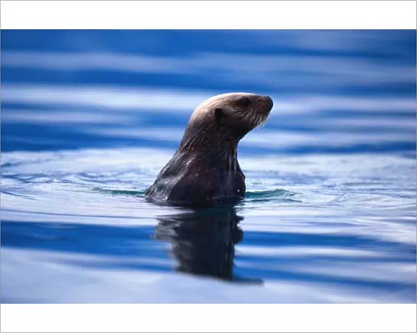 A marine mammal native to both American and Asian shores of Pacific Ocean, living