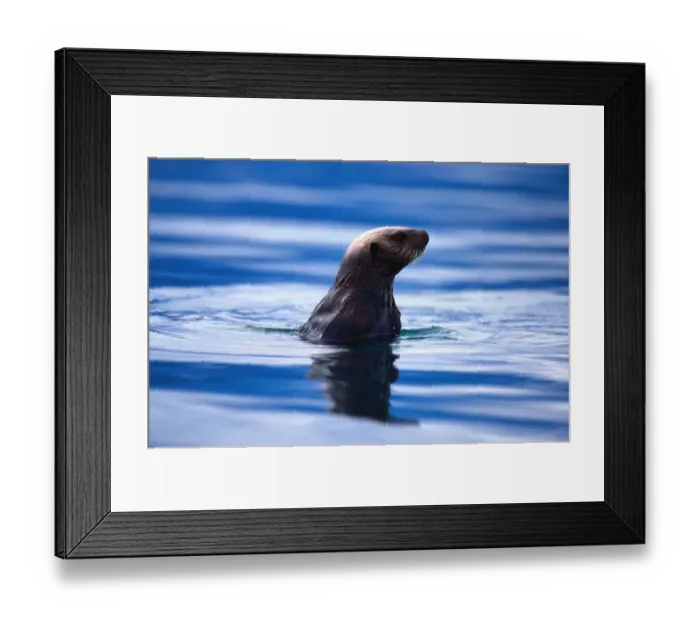 Framed Print : A marine mammal native to both American and Asian shores of Pacific Ocean, living Framed Print : A marine mammal native to both American and Asian shores of Pacific Ocean, living