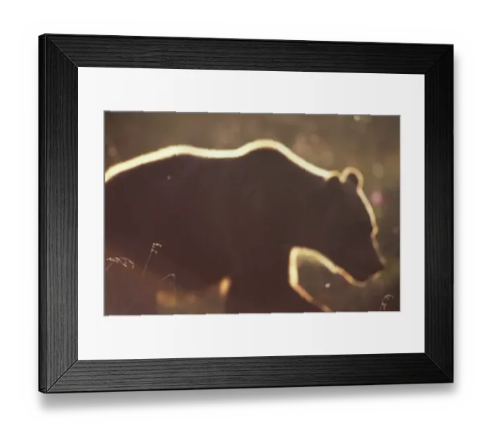Framed Print : Alaska, Canada, and Russia. sometimes classifiedn as sub-species Ursus arctos horribilis Framed Print : Alaska, Canada, and Russia. sometimes classifiedn as sub-species Ursus arctos horribilis