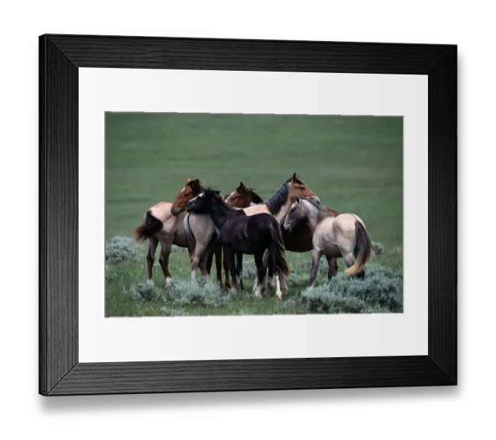 Framed Print : sturdy wild horse breed found in small herds in Mexico and western North American plains