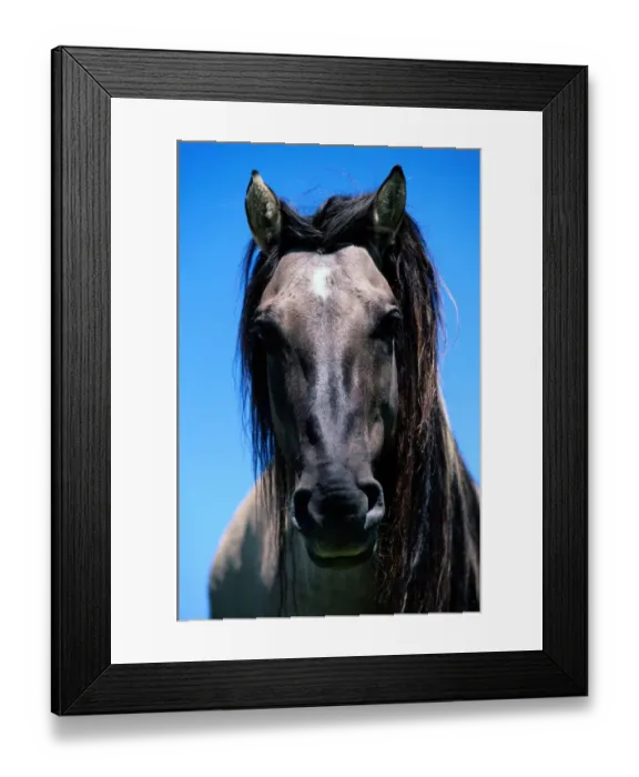 Framed Print : sturdy wild horse breed found in small herds in Mexico and western North American plains