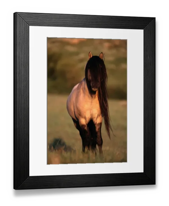 Framed Print : sturdy wild horse breed found in small herds in Mexico and western North American plains