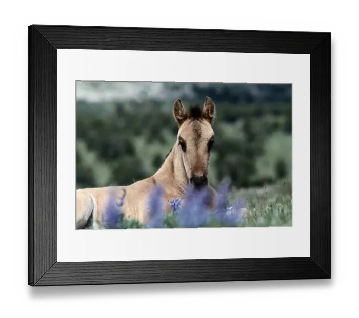 Framed Print : Montana. Other common names: cayuse, bronco. Feral horse breed found in Mexico and plains Framed Print : Montana. Other common names: cayuse, bronco. Feral horse breed found in Mexico and plains