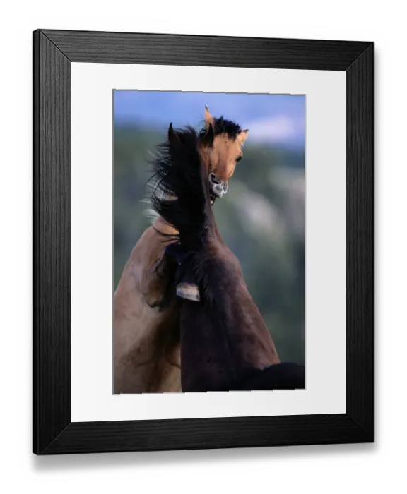 Framed Print : Montana. Feral horse breed is found in Mexico and plains of western North America Framed Print : Montana. Feral horse breed is found in Mexico and plains of western North America