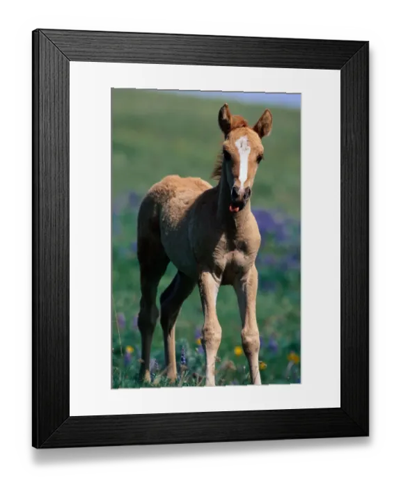 Framed Print : Pryor Mountain Wild Horse Range, Montana Framed Print : Pryor Mountain Wild Horse Range, Montana