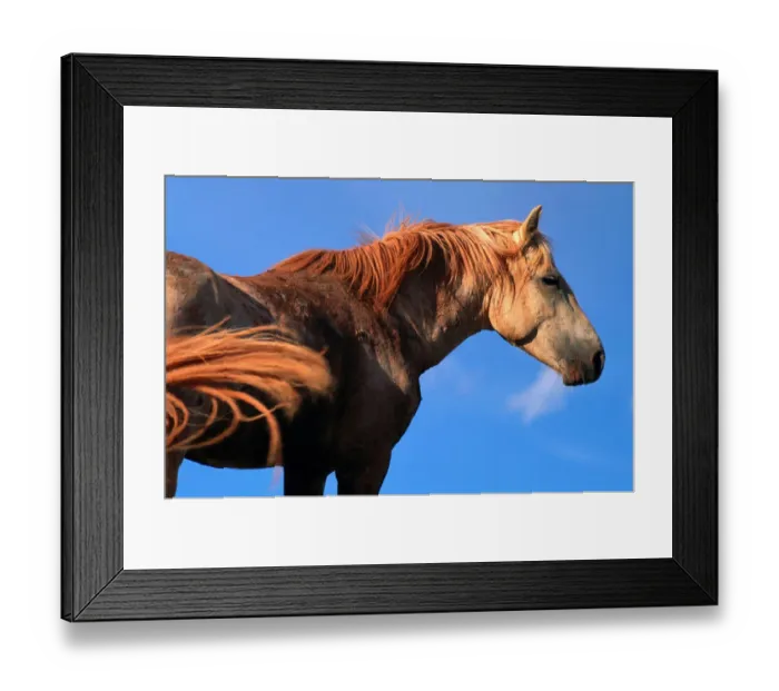 Framed Print : Pryor Mountain Wild Horse Range. Horse is covered in dry mud after rolling on the ground Framed Print : Pryor Mountain Wild Horse Range. Horse is covered in dry mud after rolling on the ground