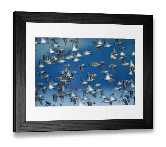 Framed Print : Flock of western sandpipers migrating to breed in Arctic Framed Print : Flock of western sandpipers migrating to breed in Arctic