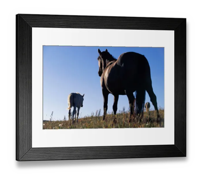 Framed Print : Three Horses Standing on Grassy Hill Framed Print : Three Horses Standing on Grassy Hill