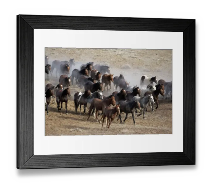 Framed Print : 15 mile range, Wyoming, (equus caballus) USA Framed Print : 15 mile range, Wyoming, (equus caballus) USA