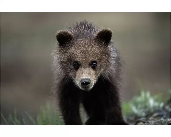 (ursus arctos) USA, Alaska, Denali National Park