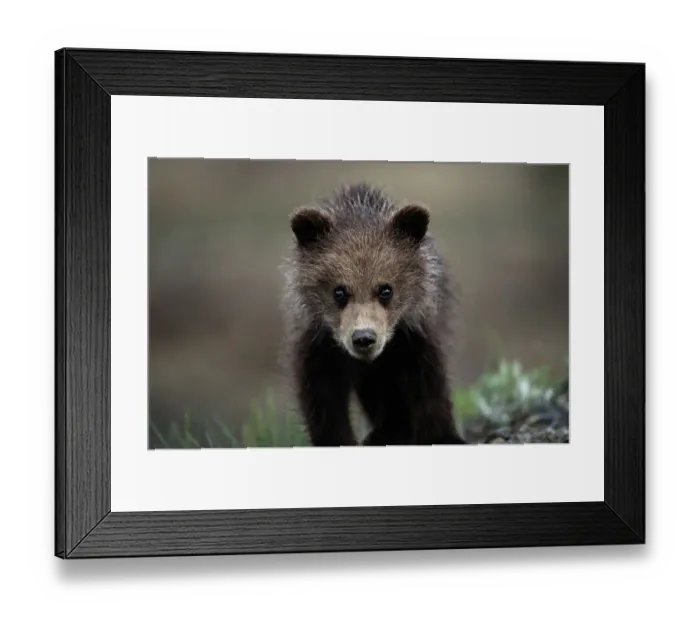 Framed Print : (ursus arctos) USA, Alaska, Denali National Park Framed Print : (ursus arctos) USA, Alaska, Denali National Park