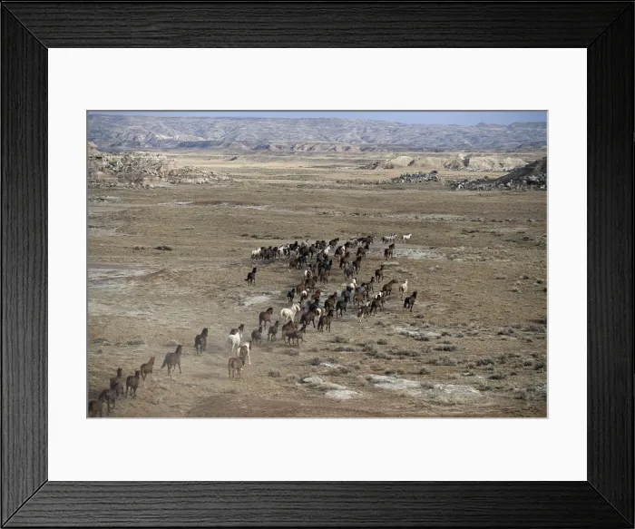 Framed Print : 15-mile range, Wyoming, high angle, (equus caballus) USA Framed Print : 15-mile range, Wyoming, high angle, (equus caballus) USA