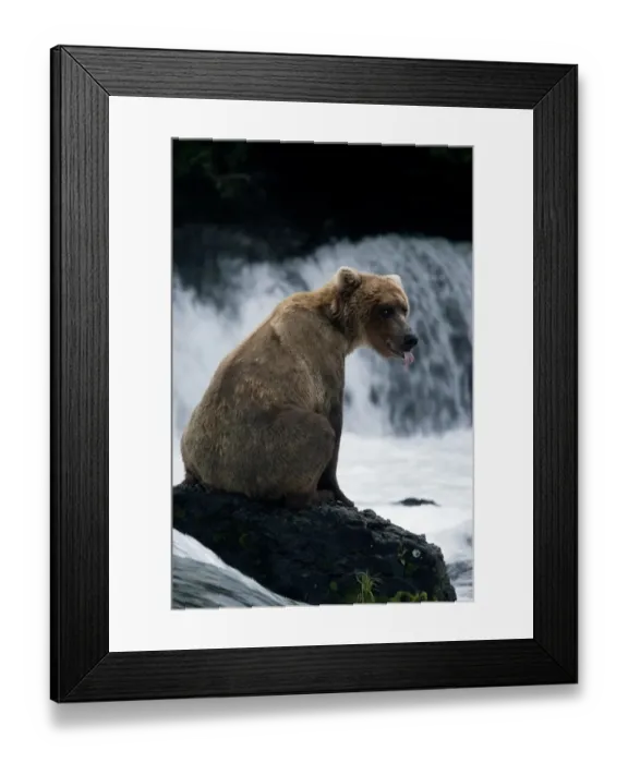 Framed Print : (ursus arctos) USA, Alaska Peninsula, Katmai National Park. Young female waiting for salmon run Framed Print : (ursus arctos) USA, Alaska Peninsula, Katmai National Park. Young female waiting for salmon run