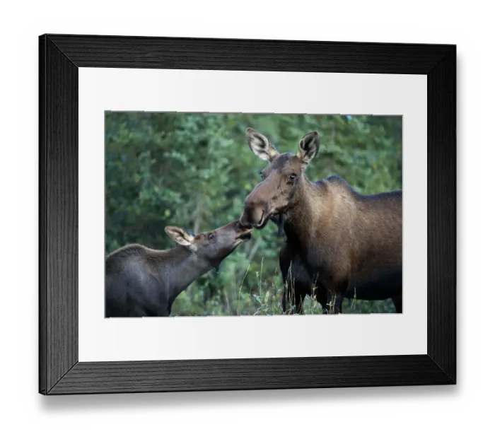 Framed Print : Alaska, Kenai Peninsula. Summer evening, rainy, (alces alces) USA Framed Print : Alaska, Kenai Peninsula. Summer evening, rainy, (alces alces) USA