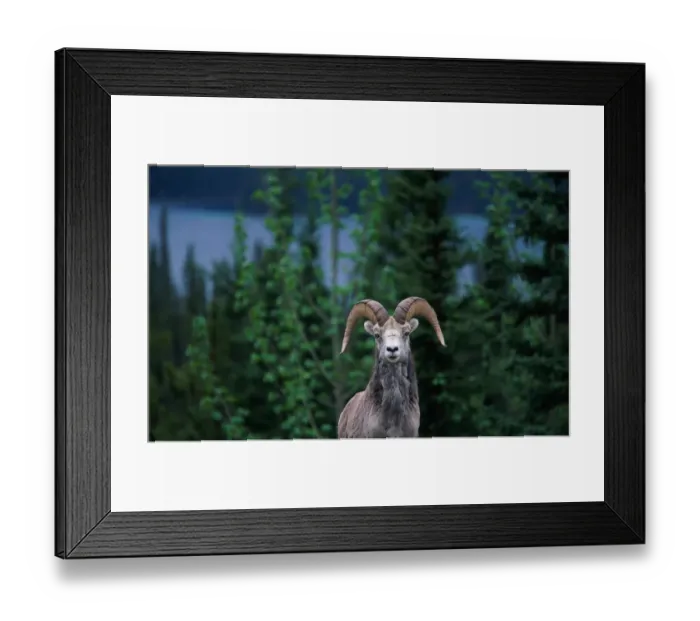 Framed Print : Canada, adult stone ram (Ovis dalli stonei), summer Framed Print : Canada, adult stone ram (Ovis dalli stonei), summer