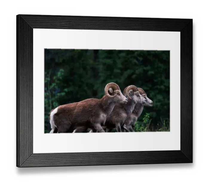 Framed Print : Canada, adult stone rams (Ovis dalli stonei), summer Framed Print : Canada, adult stone rams (Ovis dalli stonei), summer