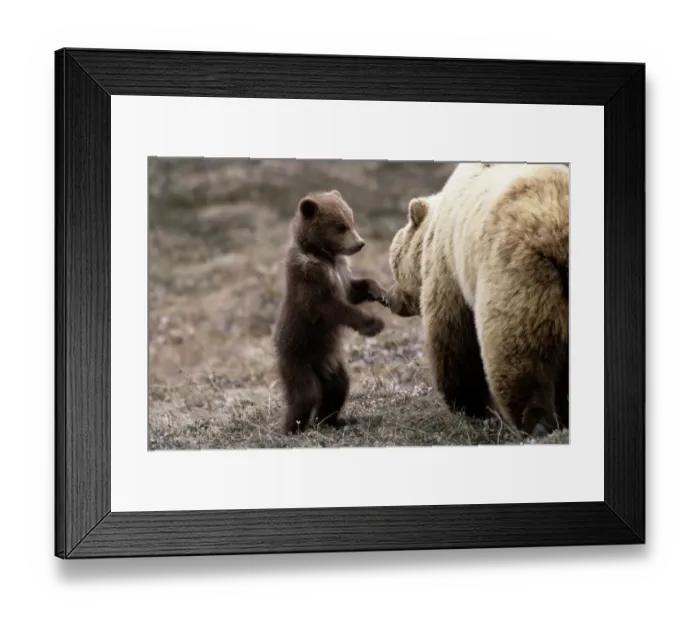 Framed Print : Alaska, Denali National Park. Spring cub approaching mother on hind legs. fujifilm Framed Print : Alaska, Denali National Park. Spring cub approaching mother on hind legs. fujifilm