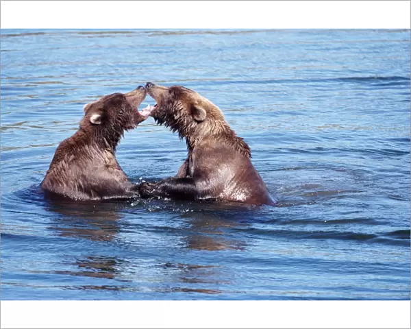 Two brown bears (Ursus arctos), fighting in water