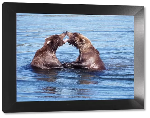 Two brown bears (Ursus arctos), fighting in water