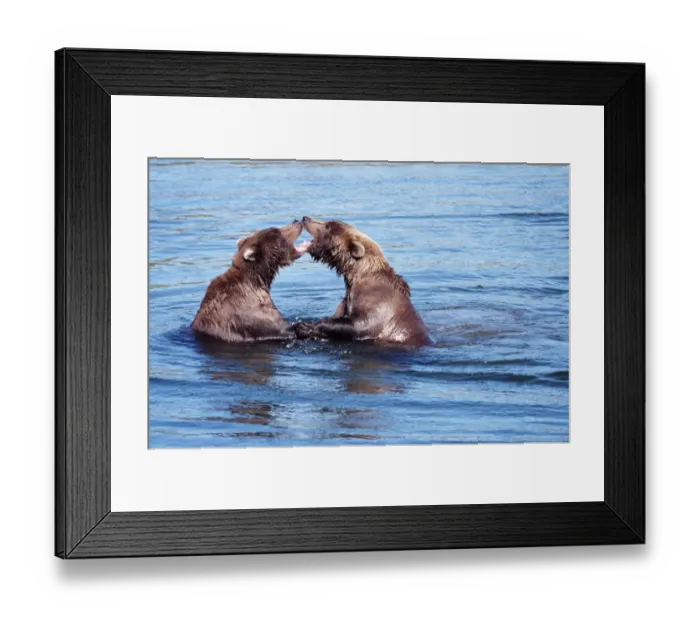 Framed Print : Two brown bears (Ursus arctos), fighting in water