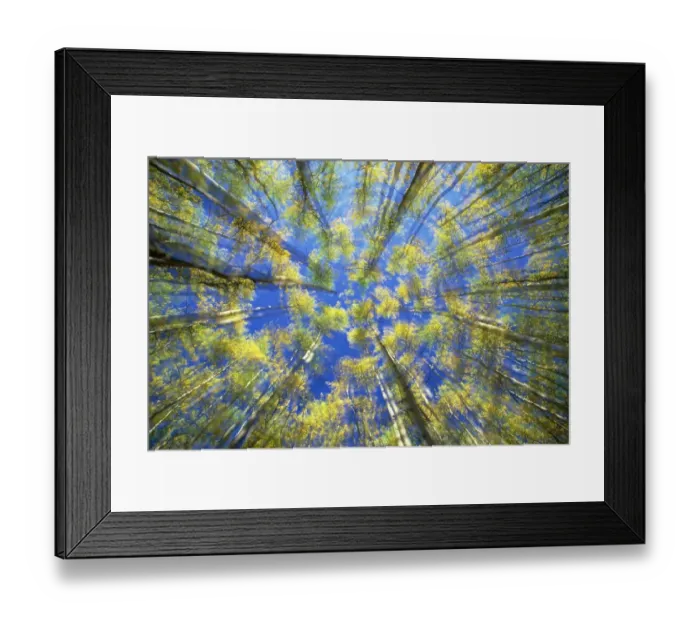 Framed Print : Trees, low angle view (digital enhancements) Framed Print : Trees, low angle view (digital enhancements)