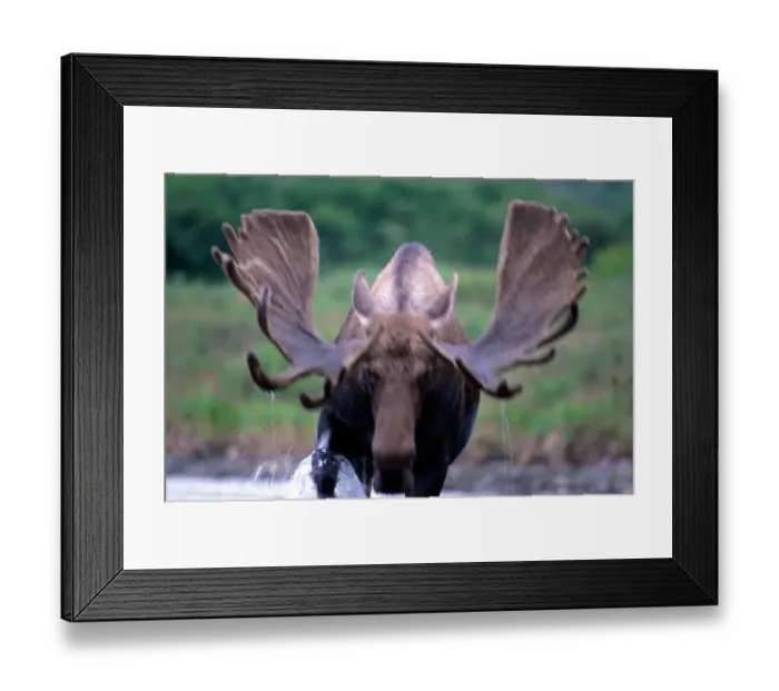 Framed Print : Male moose (alces alces) wading through lake (blurred motion) Framed Print : Male moose (alces alces) wading through lake (blurred motion)