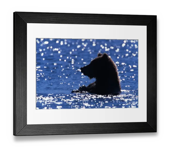 Framed Print : Young male brown bear (Ursus arctos) in river Framed Print : Young male brown bear (Ursus arctos) in river