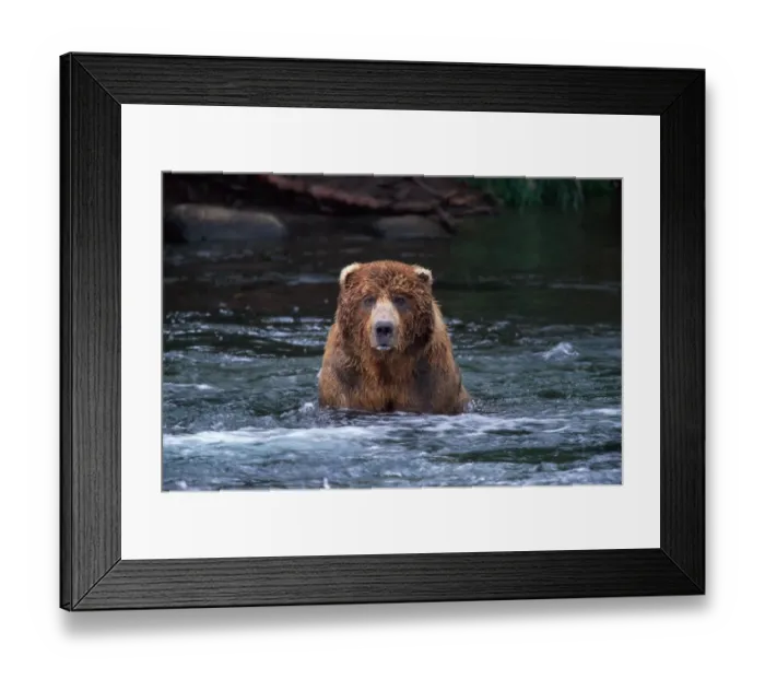 Framed Print : Male brown bear (Ursus arctos) in river Framed Print : Male brown bear (Ursus arctos) in river