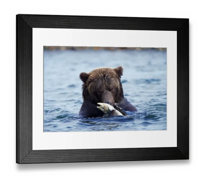 Framed Print : Male brown bear (Ursus arctos) eating salmon