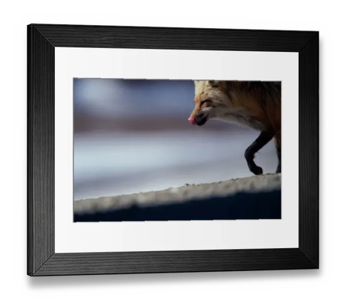 Framed Print : Red fox (Vulpes vulpes) licking lips Framed Print : Red fox (Vulpes vulpes) licking lips