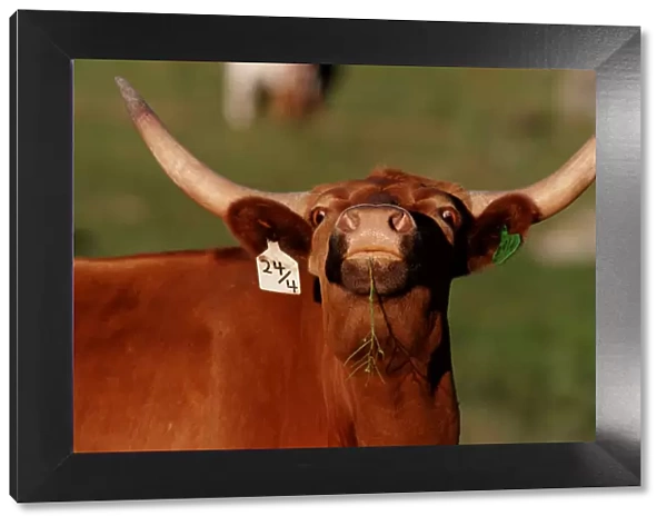 Texas longhorn cattle, close-up