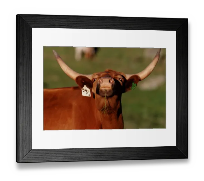 Framed Print : Texas longhorn cattle, close-up Framed Print : Texas longhorn cattle, close-up