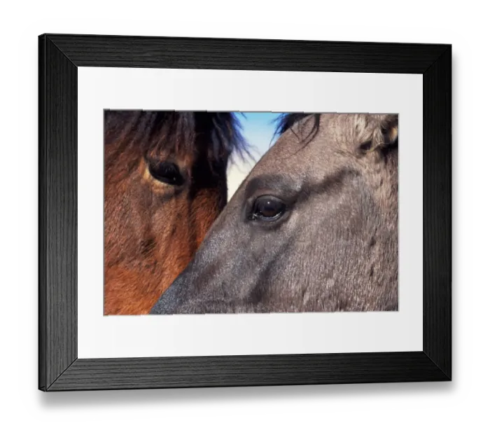 Framed Print : Montana, USA. Pryor Mountain Wild Horse Range Framed Print : Montana, USA. Pryor Mountain Wild Horse Range