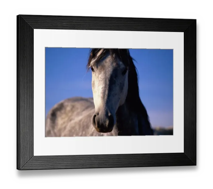 Framed Print : Mustang (Equus caballus) stallion Framed Print : Mustang (Equus caballus) stallion