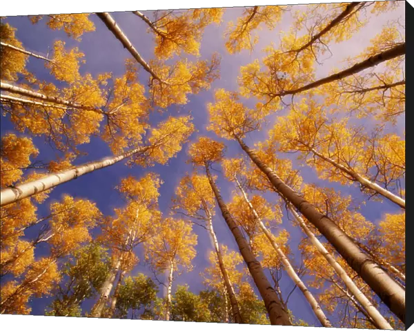 Aspen trees (Populus sp. ) in autumn, low angle view