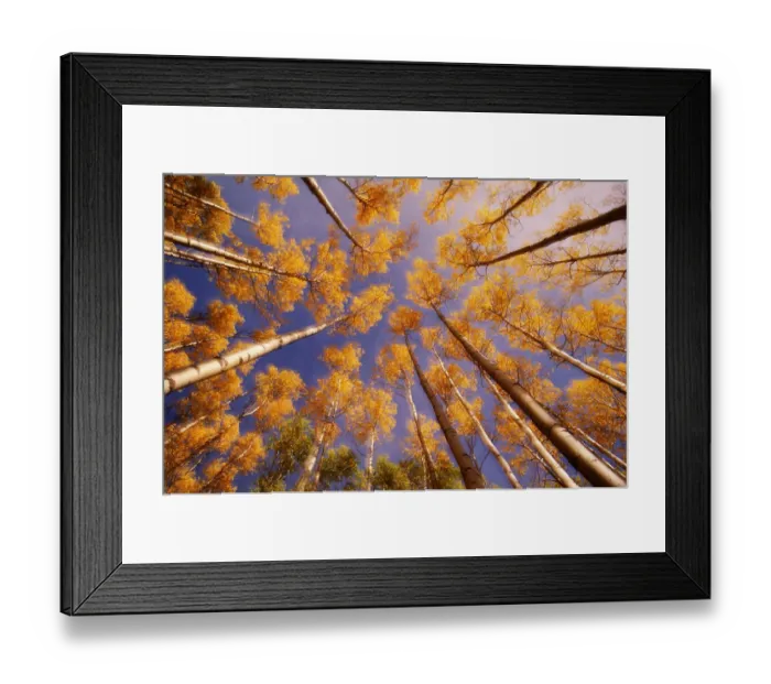 Framed Print : Aspen trees (Populus sp. ) in autumn, low angle view