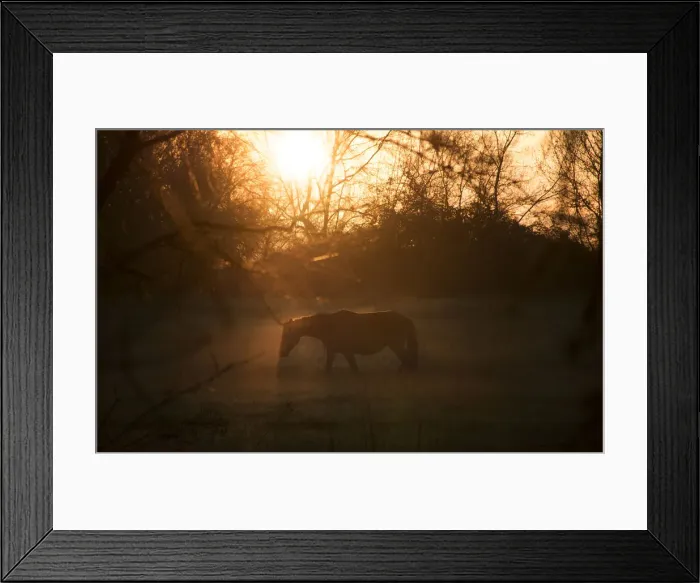 Framed Print : lanscape, alone (negative emotion - loneliness), haze (water form - fog), branches Framed Print : lanscape, alone (negative emotion - loneliness), haze (water form - fog), branches