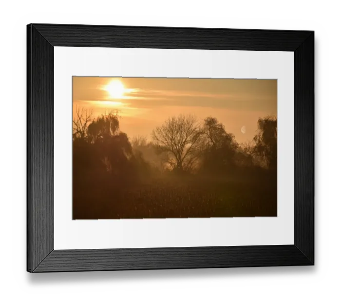 Framed Print : Isolated tree in a warm color field Framed Print : Isolated tree in a warm color field