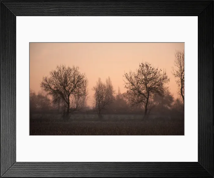 Framed Print : Dead trees in a beautiful end of the day Framed Print : Dead trees in a beautiful end of the day