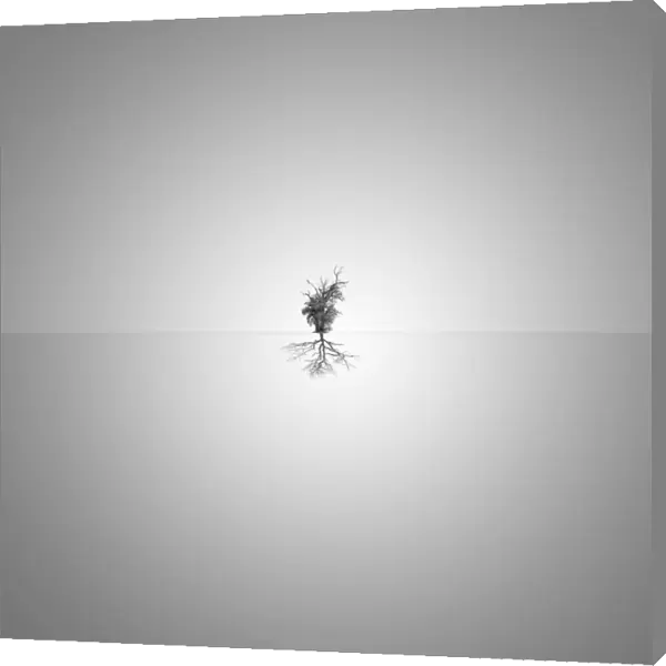 Minimalism tree reflection