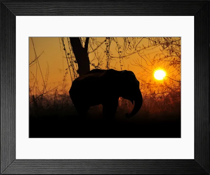 Framed Print : African elephant sunset Framed Print : African elephant sunset