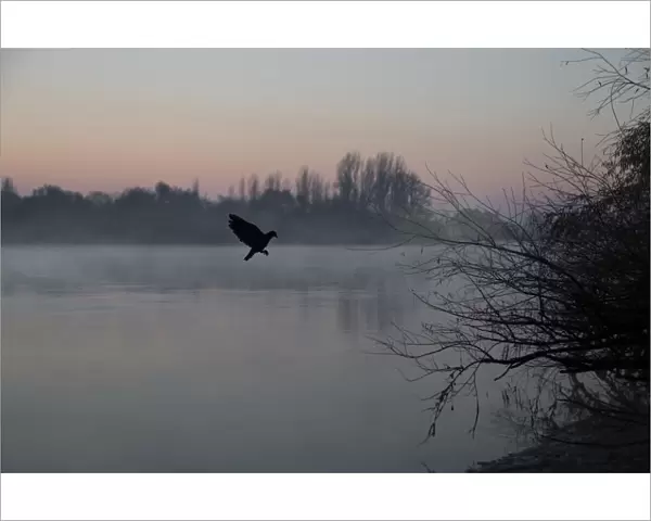 Flying bird in nature